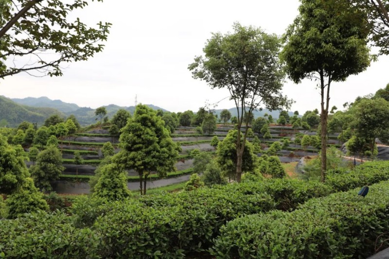 茶鄉春韻產業(yè)興農|2025集團白沙溪茶廠鈞澤源谷雨采茶節(jié)圓滿舉行